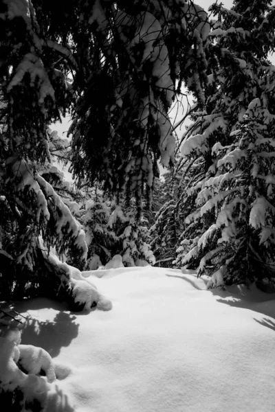 Dentro Uma Floresta Coberta Neve Intocada — Fotografia de Stock