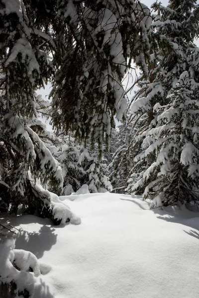 Olhando Para Clareira Floresta Coberta Neve — Fotografia de Stock