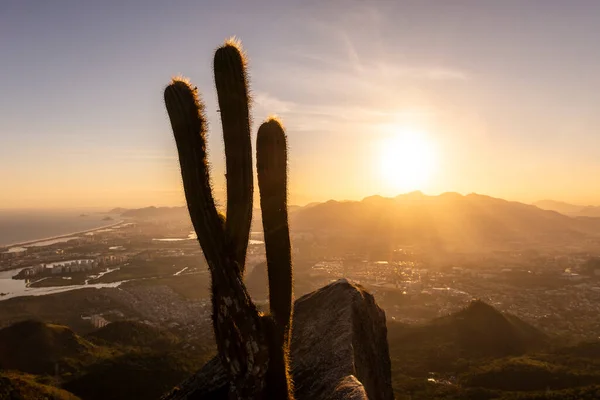 Big Cactus Rocky Mountain Edge Beautiful View Sunset — Stock Photo, Image