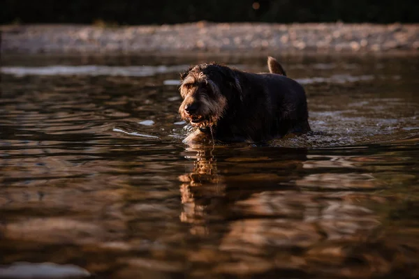 Pies Wędruje Przez Rzekę Letni Wieczór Francji — Zdjęcie stockowe