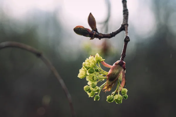 Închiderea Arțarului Flori — Fotografie, imagine de stoc