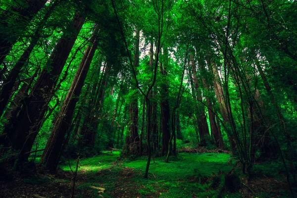Muir Woods National Monument Kolekce Stromů Zeleném Lese — Stock fotografie