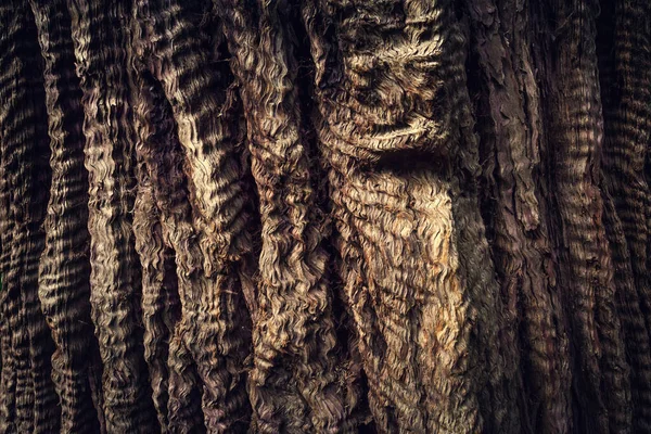 ミュアウッズ国定公園 テキストのためのスペースとレッドウッドの木のテクスチャ — ストック写真