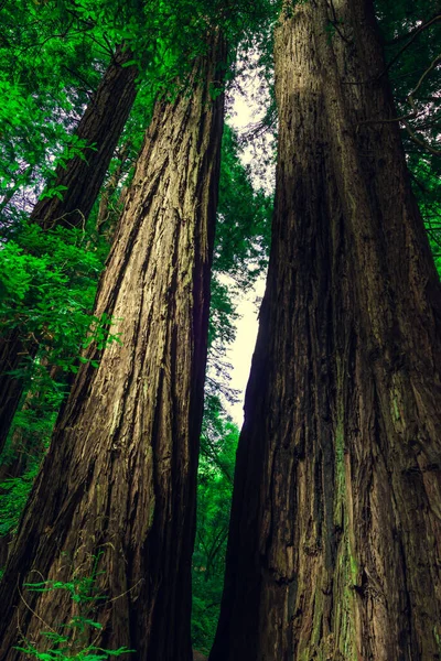 Εθνικό Μνημείο Μιούρ Γουντς Συλλογή Δέντρων Στο Καταπράσινο Δάσος — Φωτογραφία Αρχείου