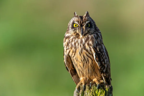 Surprised wise wild owl. Short eared owl with yellow eyes