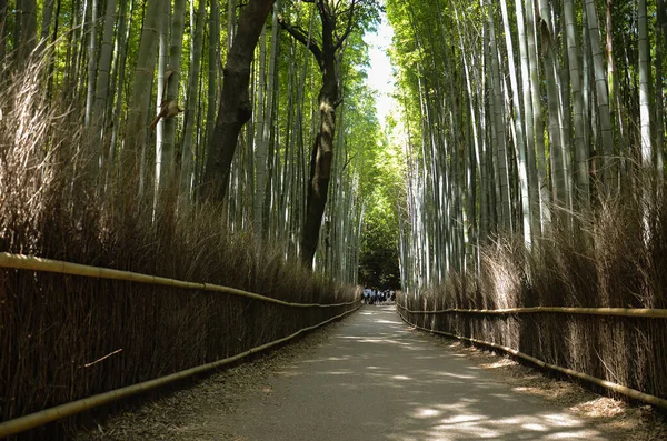 Bosque Bambú Área Saragano Fuera Kyoto Japón —  Fotos de Stock