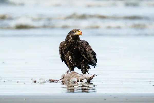 워싱턴 웨스트 포트의 해변에 대머리 독수리 — 스톡 사진