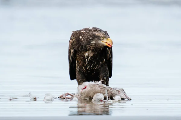 해변에서 갈매기를 지키고 대머리 독수리 — 스톡 사진