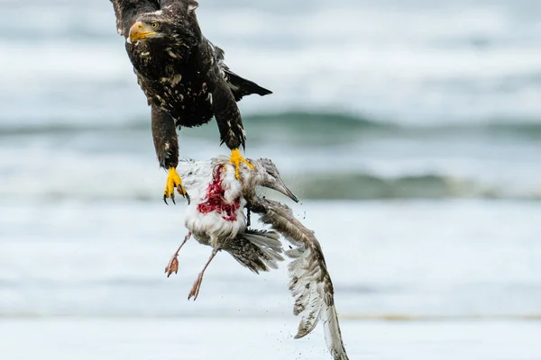 Cropped View Bald Eagle Flying Dead Sea Gull — Stock Photo, Image