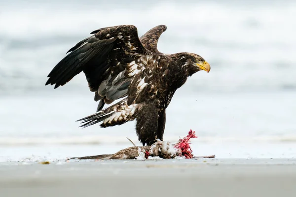 흰머리 독수리 마리가 갈매기를 데리고 해변에서 날아간다 — 스톡 사진