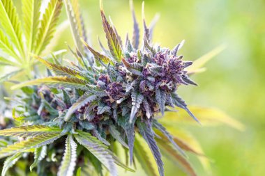 Berry Diesel kenevir türünün çiçekli kolasını kapat