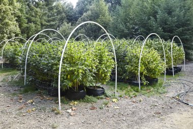 SFV OG ve Sour Diesel kenevir bitkilerinin açık hava bahçesi