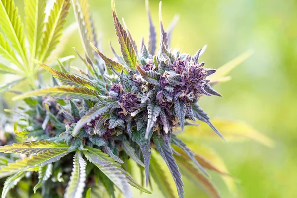 Berry Diesel kenevir türünün çiçekli kolasını kapat