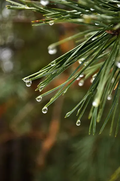 雨の降る松の枝 — ストック写真