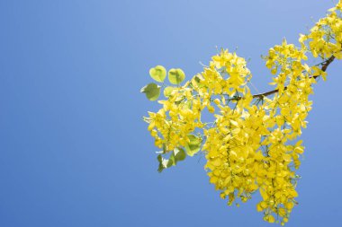 Mavi gökyüzünün arka planında soyutlanmış bir dalda çiçekteki Cassia fistülü, egzotik tropikal ağaç..