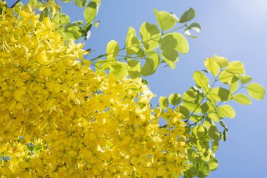 Çiçek açan laburum ağacının yakın planında, altın sarısı çiçek kümeleri, Meksika 'da derin mavi bulutsuz bir gökyüzü