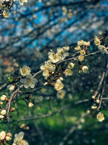 Árvores Damasco Floridas Jardim — Fotografia de Stock