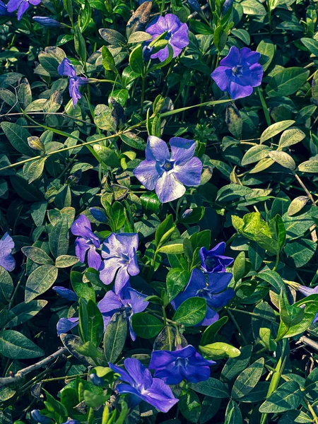 Fleurs Printemps Pourpres Dans Herbe Espace Libre — Photo