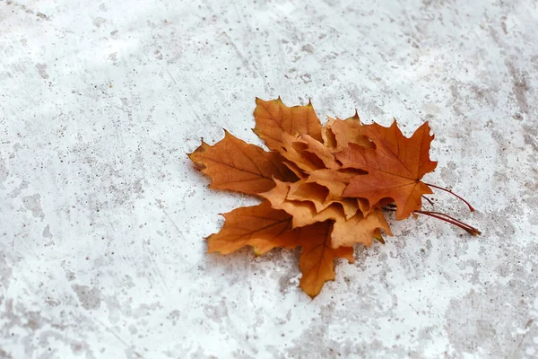 Bunch Orange Maple Leaves Textured Grey Concrete Background Outono Fall — Fotografia de Stock