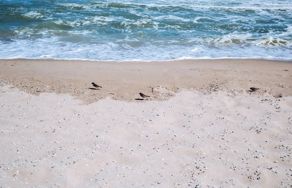 참새들이 파랗게 물결치는 해변에서 그리고 조개껍데기가 위에서 뛰어오르는 — 스톡 사진