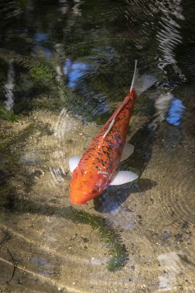 Ikan Mas Berwarna Oranye Dan Putih Berenang Bawah Air Danau — Stok Foto