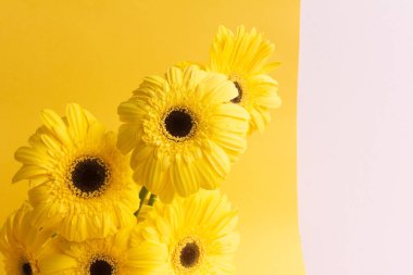 Sarı gerbera çiçekleri sarı arka planda toplanır