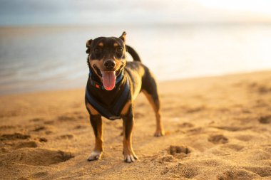 Yavru köpek Hawaii 'de sahilde poz veriyor.