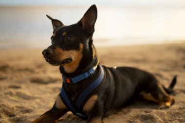 Küçük siyah köpek Honolulu Hawaii 'de bir plajda yatıyor.