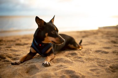 Siyah köpek Hawaii 'de bir plajda dinleniyor.
