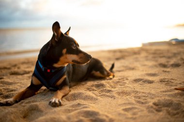 Honolulu, Hawaii 'de bir plajda yelek giyen köpek yatıyordu.