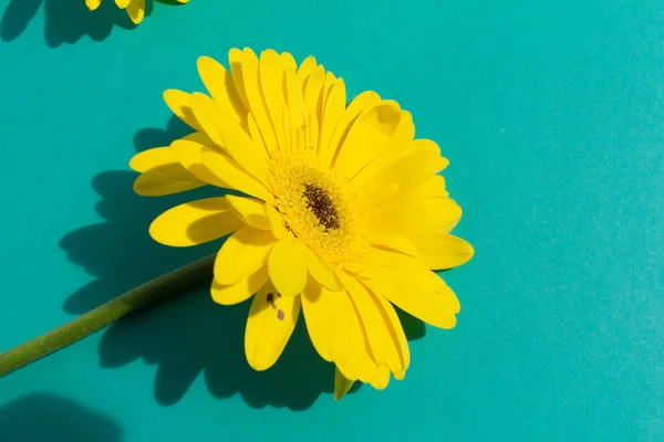 Una Flor Gerberas Amarillas Sobre Fondo Azul —  Fotos de Stock