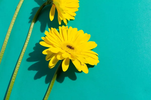 Yellow Gerbera Flowers Bunch Blue Background — Stock Photo, Image