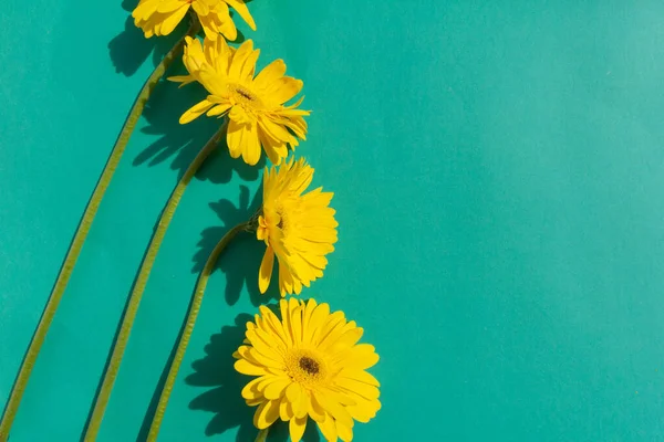 Ramo Flores Gerberas Amarillas Sobre Fondo Azul — Foto de Stock