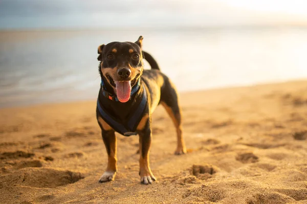 Puppy Poseren Het Strand Hawaï — Stockfoto