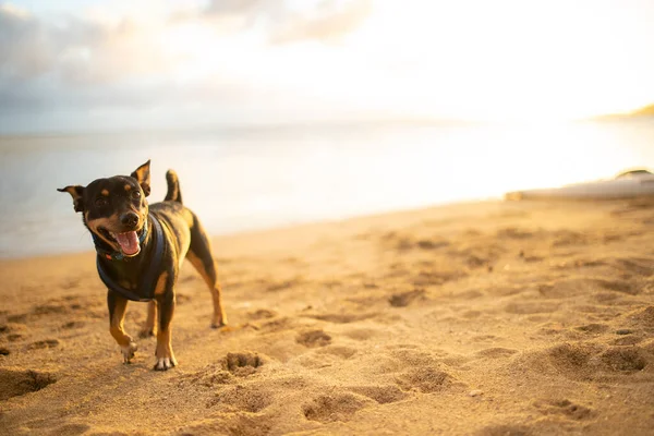 Boldog Kutya Sétál Tengerparton Hawaii — Stock Fotó