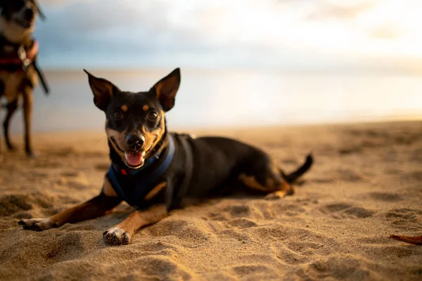 Hund Legt Sich Auf Hawaii Den Strand Während Ein Anderer — Stockfoto