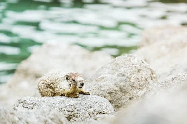 Närbild Gulmagad Murmeldjur Vid Sjön Chelan State Park — Stockfoto