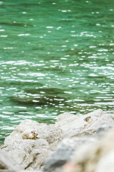 Two Marmots Hiding Rock Jetty Edge Lake — Stock Photo, Image