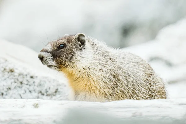 Szoros Kilátás Egy Sárga Hasú Marmot — Stock Fotó