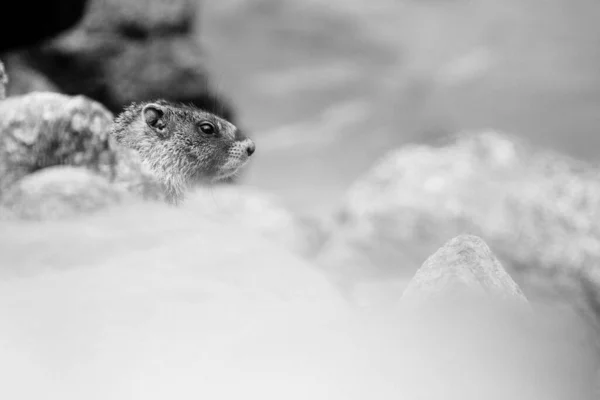 Oříznutý Pohled Sviště Skalním Molu — Stock fotografie