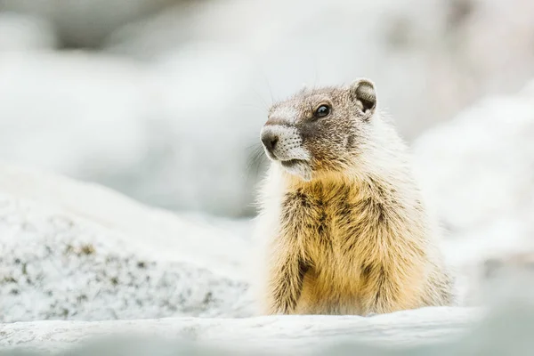 Közelkép Egy Sárga Hasú Marmotról — Stock Fotó