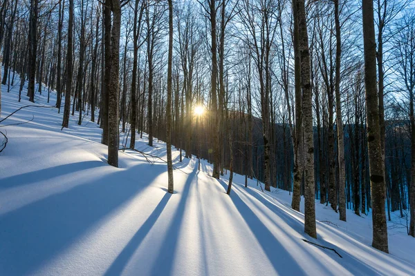 Sol Nascendo Através Das Árvores Dia Inverno Com Neve Chão — Fotografia de Stock