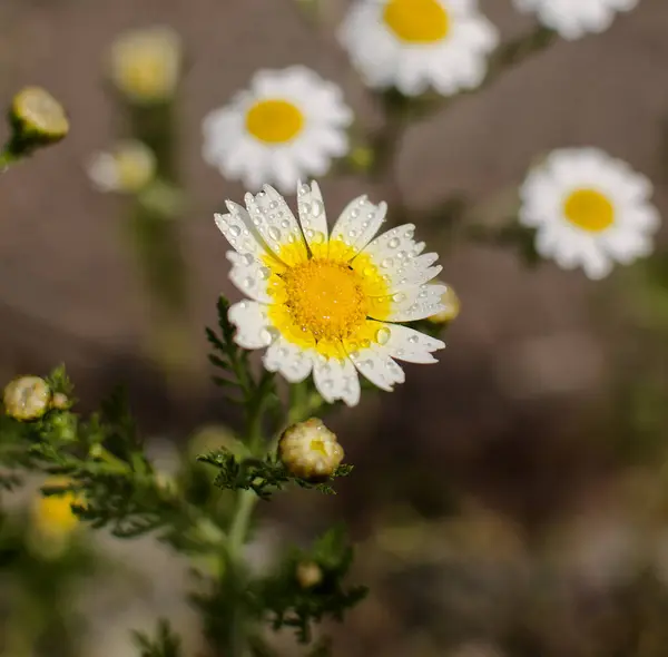 Daisy Virágok Mezőn Cseppek Víz — Stock Fotó