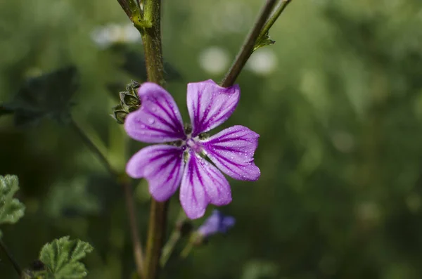 Makrobild Des Frühlings Lila Violette Blumen Abstrakte Weiche Florale Hintergrund — Stockfoto