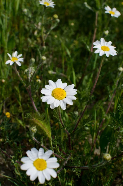 Gänseblümchen Blühen Auf Einem Feld — Stockfoto