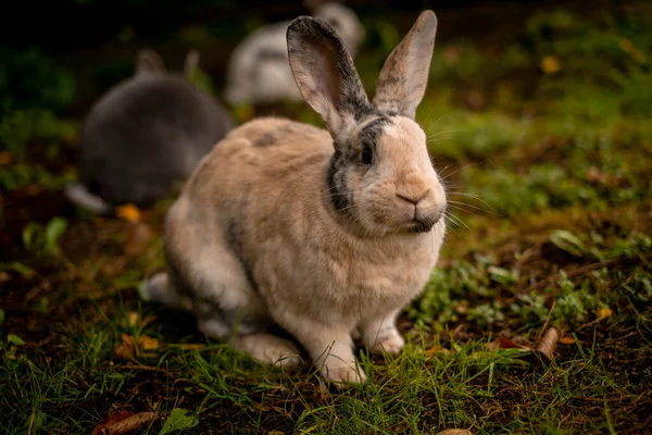 Lapin Orange Posant Dans Jardin — Photo