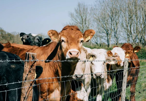 Groupe Vaches Regardant Par Dessus Une Clôture Dans Champ Angleterre — Photo