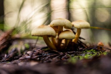Sekoya orman zemininde birlikte büyüyen küçük mantar kümeleri.