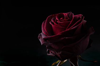 Siyah arkaplanda kırmızı gül