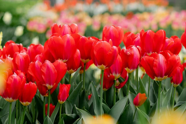 Żywe Czerwone Tulipany Ogrodzie Wieloma Rzędami — Zdjęcie stockowe